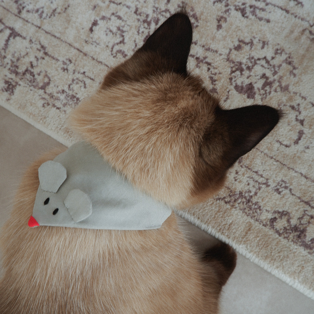 aaco×Onddoka 猫にやさしいスタイカラー【ねずみグレー】