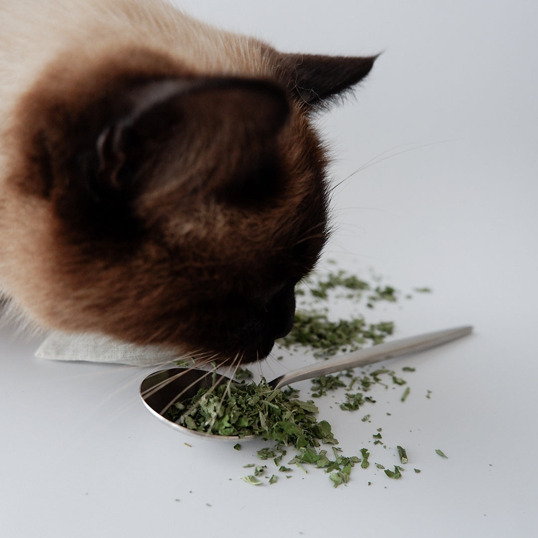 オンデョカ・けりけりまくら(キャットニップ入り)