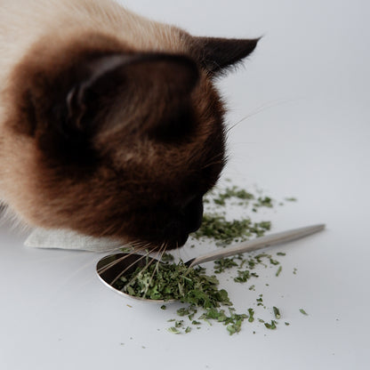 オンデョカ・けりけりまくら(キャットニップ入り)