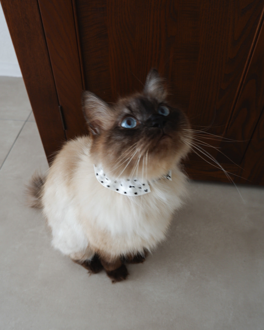 Onddokaの首輪を着けた猫（しいたけ）
