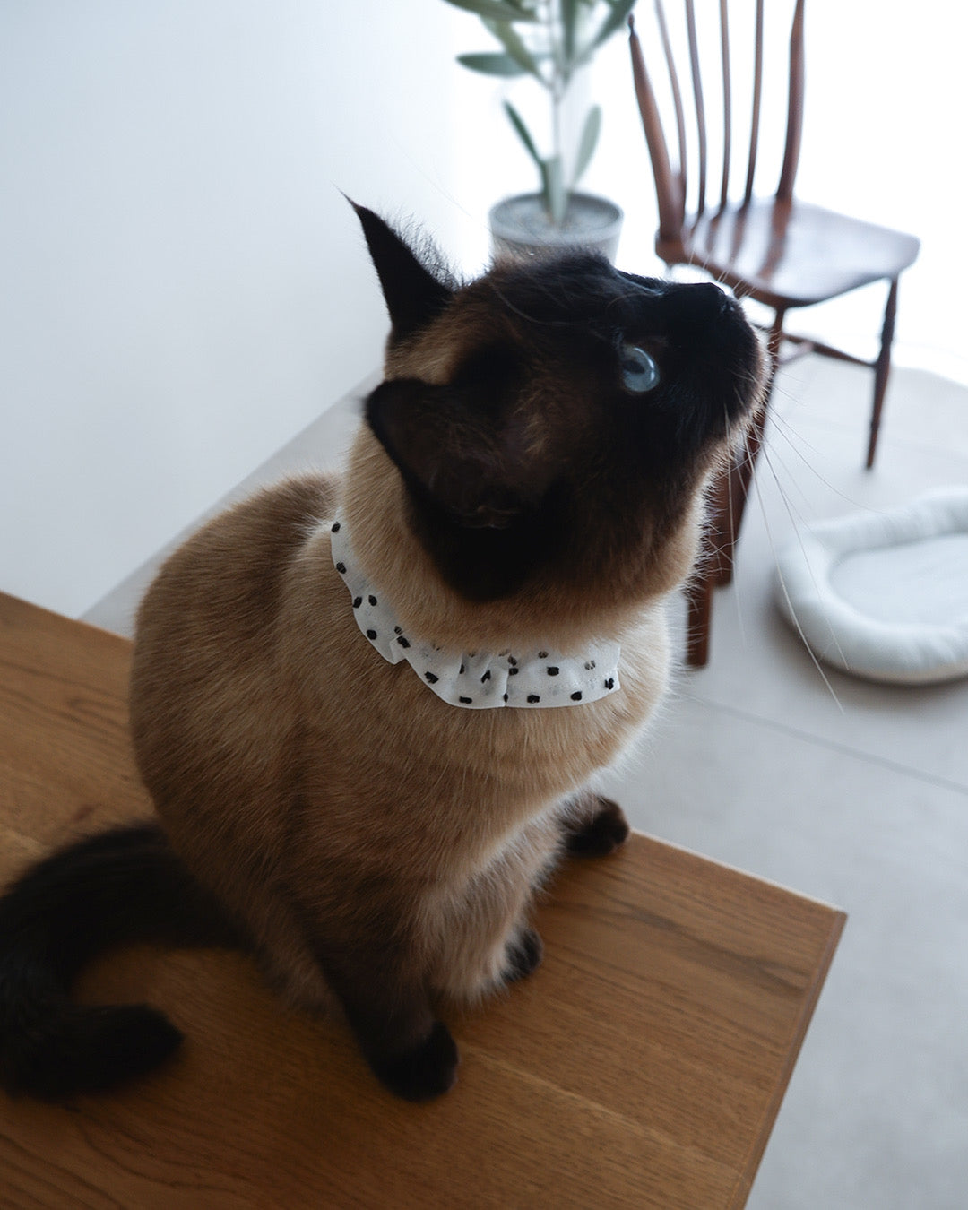 Onddokaの首輪を着けた猫（しめじ）